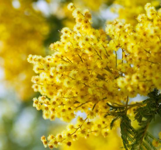 Festa della donna Rsa Bellavista Sondalo
